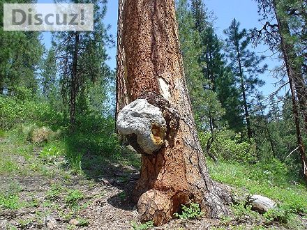 thuya burl .jpg